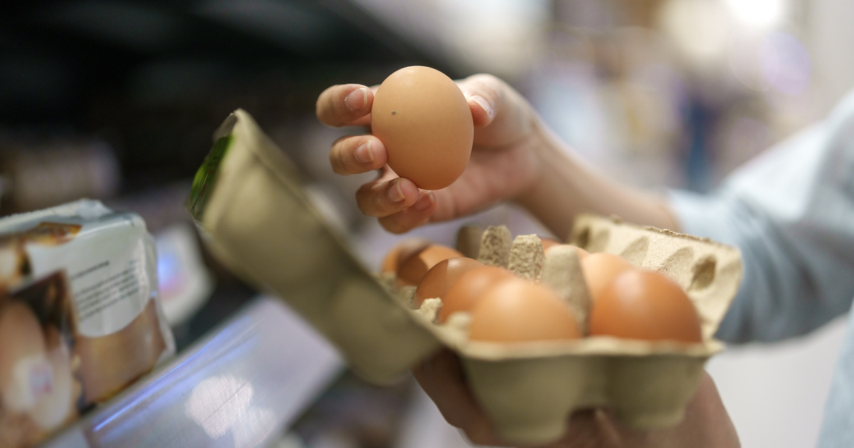 Átverhetik a fogyasztókat: 85 ezer tonna ukrán tojás árasztja el Európát, de senki sem tudja, honnan származnak