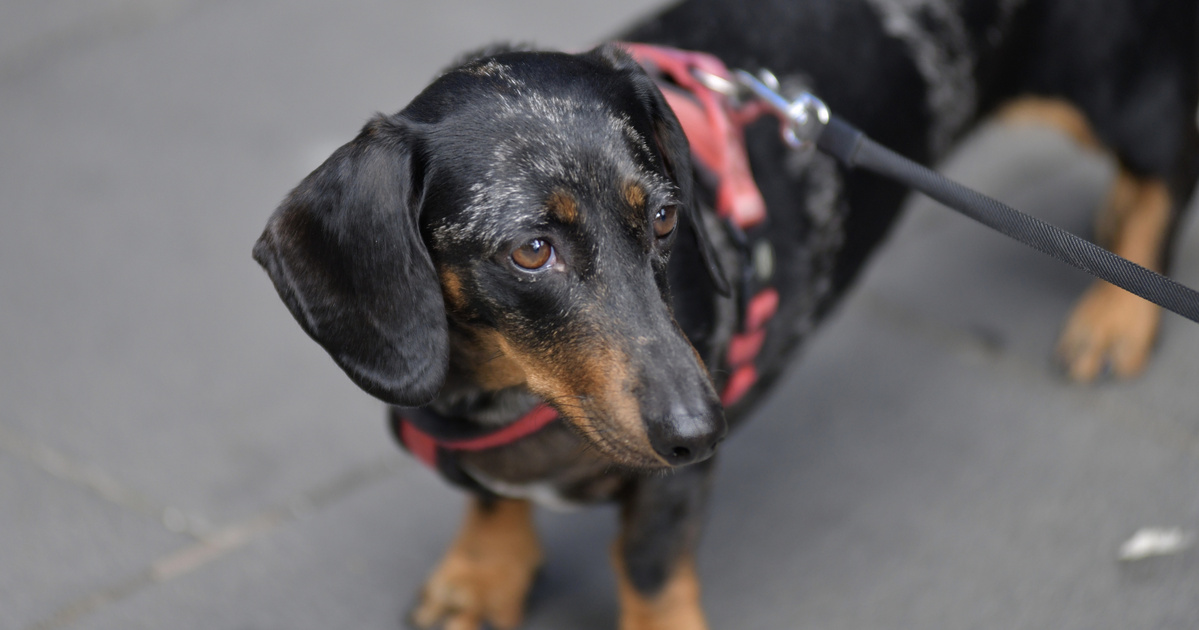 Kegyetlenül megkínozta tacskóit a budapesti férfi: fotókon a megmenekített kutyusok