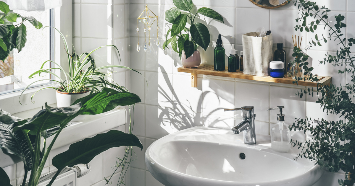 Tisztítják a levegőt és feldobják a teret: 6 szobanövény, ami imádja a párás fürdőszobát is