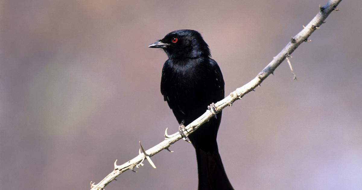 Rutinból szívat más állatokat a világ legzsiványabb madara