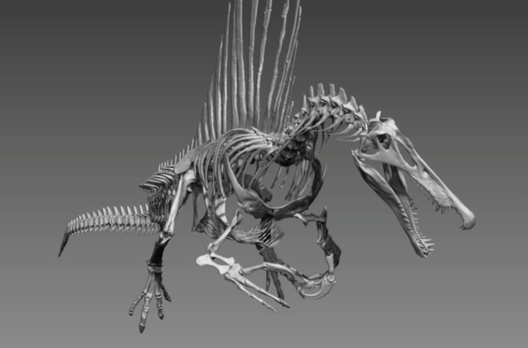 spinosaurus-skeleton-2