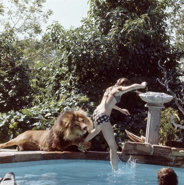 Noel Marshallt is támadás érte, olyan súlyosan megsérült, hogy csak évek alatt épült fel teljesen. A filmben elefántok is szerepeltek, Tippi Hedren leesett az egyikről, ezért eltörte a lábát, ráadásul az egyik oroszlán az ő fejét is megharapta.