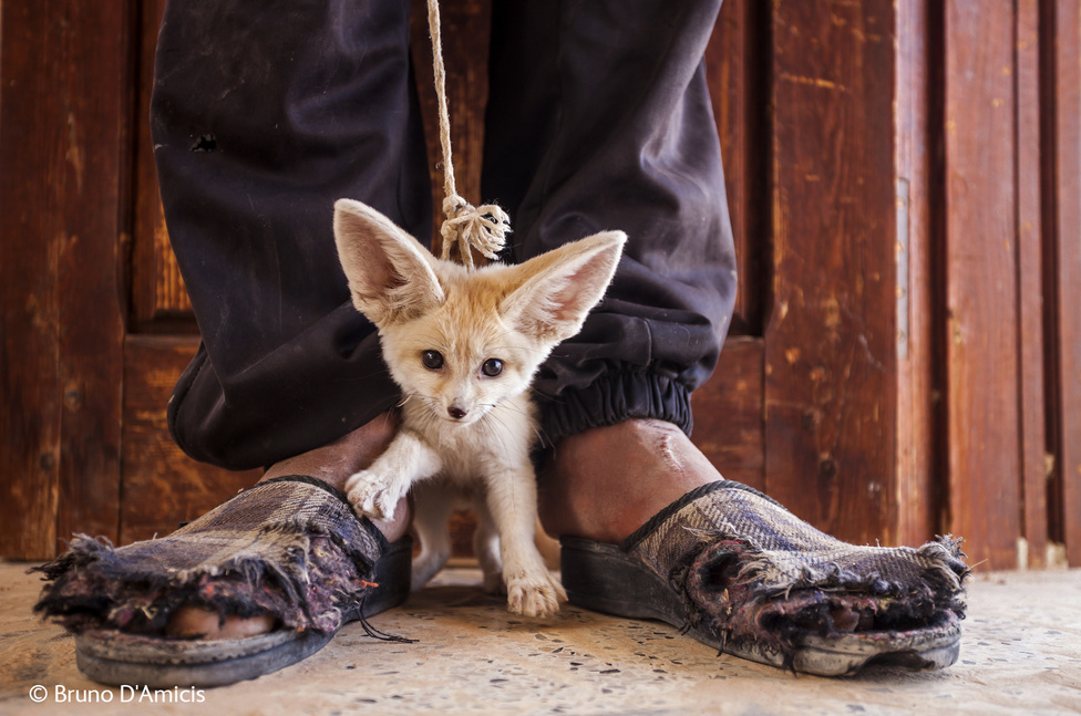 Egy Szaharában talált - és családjától elválasztott sivatagi rókát árul egy fiú a turistáknak Tunéziában. És ezek tényleg az ő fülei; a nagy hőségben úgy működnek, mint a hűtőbordák.