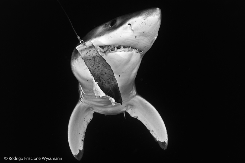 A nagy fehér cápa kifordult állkapoccsal próbált szabadulni a horogról, mielőtt megfulladt volna. A fotó Mexikóban készült a Magdalena-öbölnél, a Csendes-óceán partján. A több kilométer hosszú vízfelszíni horogrendszeren évente több tízezer hal akad fönn, és sok közülük veszélyeztetett faj.