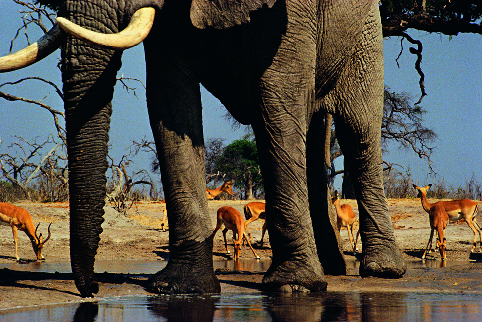 Balról jobbra: fél antiloptörzs, egy agyar, egy ormány, egy agyar, egy láb, két és fél antilop, két láb, egy antilop, egy elefántláb, és még két antilop. Alul víz, fölül ég, középen Afrika.