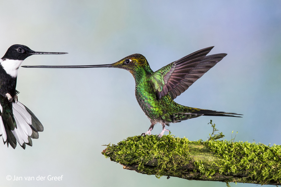 Ez tényleg nem egy Boris Vallejo-festmény, ahol a baloldali szögevő madárra már nem jutott színes tinta, hanem egy Ecuadorban készült természetfotó két miniatűr madár párbajáról. Tudták, hogy ez a tarka kis kolibri az egyetlen madárfaj, amelyiknek hosszabb a csőre, mint a teste? (Már ha a farkát nem számítjuk.) Nem véletlenül terjedt el a vicc, hogy a kolibrit úgy kell megenni, hogy kiszívják a csőrén át, és eldobják a maradékot. Épp ezért fotózni is nehéz őket. Jan Van Der Greefnek is csak stroboszkópos vakuval sikerült ezt a képet összehoznia, másodpercenként több mint 60 villanással. Ez kellett ahhoz, hogy a madarak szárnycsapása ne hasson elmosódottnak.