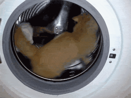 ginger-cat-washing-machine.gif