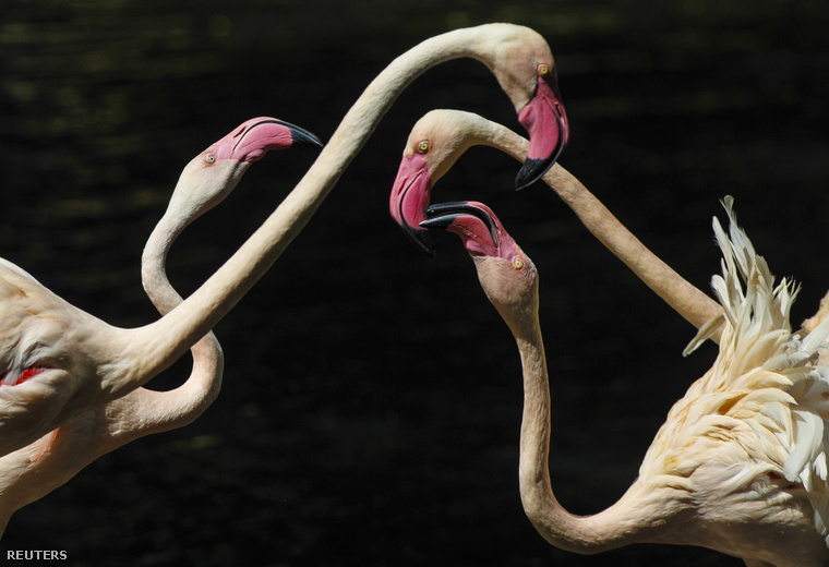 Az eredeti képaláírás szerint most Flamingókat látnak egy rezervátumban a kínai Guang-Tóng tartományból, november 30-án.