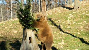 Farkas, medve hiúz, sakál és kisragadozók várják a Budakeszi Vadasparkban
