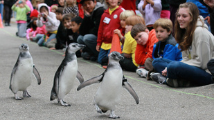 Már a pingvinek is rákaptak az IPadre