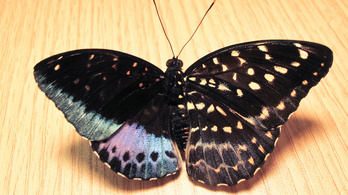 Günandromorf pillangót fedeztek fel