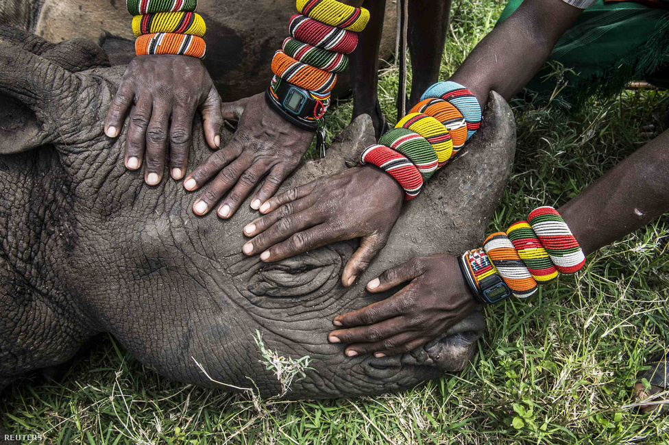 Természet kategória, első hely: a National Geographic magazinnak dolgozó Ami Vitale fotója egy halott orrszarvúról, akit a Samburu törzs harcosai terítettek le. A kihalés szélén álló faj egyik példánya volt a törzsi vadászok életének első zsákmánya.