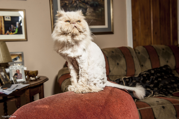 Ez itt Pericles, a macska, amit a gazdája, Steven Harrold, hivatalos macskakozmetikus nyírt fazonra.