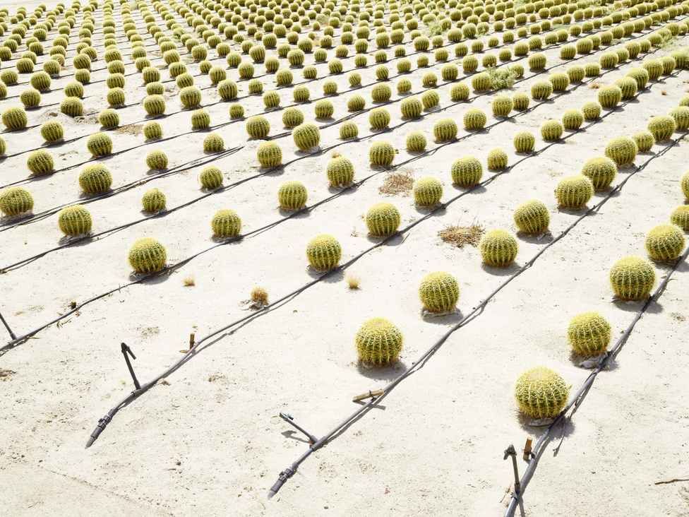 Milyen sivatag az, amelyikben a kaktuszok is csak öntözéssel maradnak életben? A kaliforniai Borrego Springsben olyan kaktuszokat nemesítettek, amelyeket nagyüzemi termélésbe lehet vonni. A kaktuszokat miután elérték a kellő nagyságot, állati takarmányként használják fel.