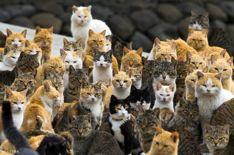 Azt eddig is tudtuk, hogy igazából a világuralom a cél, és ezek a japán cicák elég jól állnak a küzdelemben.