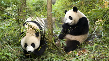 Jó hír a pandáknak, jó hír az emberiségnek