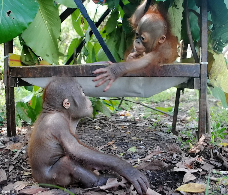 Első találkozás egy másik árva orangutánnal
