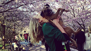 Nap képe: Mihalik Enikő a kutyájával a virágzó cseresznyefák alatt