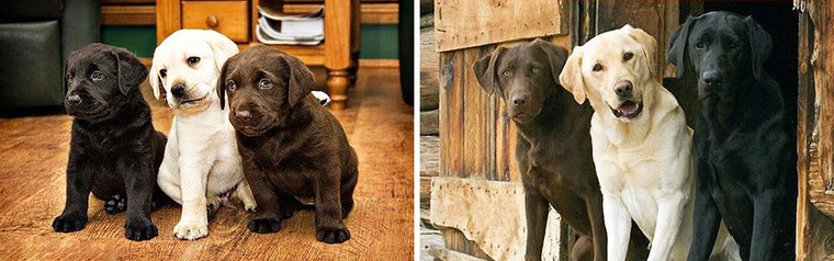 dogs-before-and-after-28  880