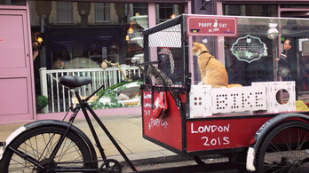 Ezzel a luxus macskaszállítóval bringázott át valaki Amszterdamból Londonba