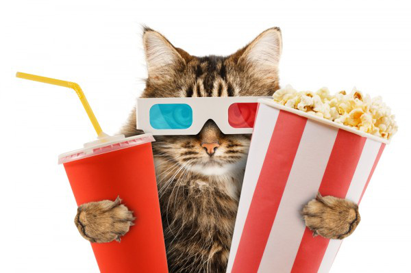 20150414054252-cat-popcorn-movie-film-hollywood-3d-gkasses-600x3