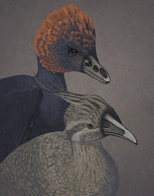 anchiornis-and-tinamou-illustration
