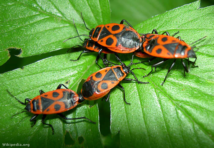 Pyrrhocoris apterus1