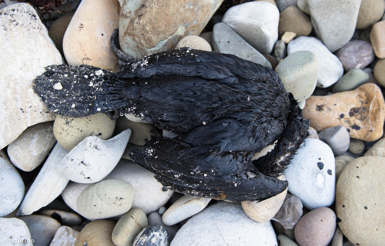 A madarak vesztét általában az okozza, amikor leszállnak az olajszennyezett vízre, összeragadnak a tollaik, nem tudnak többé felszállni, vagy ha igen, akkor rövid időn belül visszazuhannak, és megfulladnak a vízben.