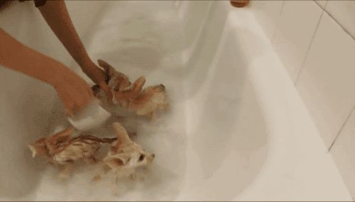 tumblr nokb6jtwGK1s02vreo6 500.gif