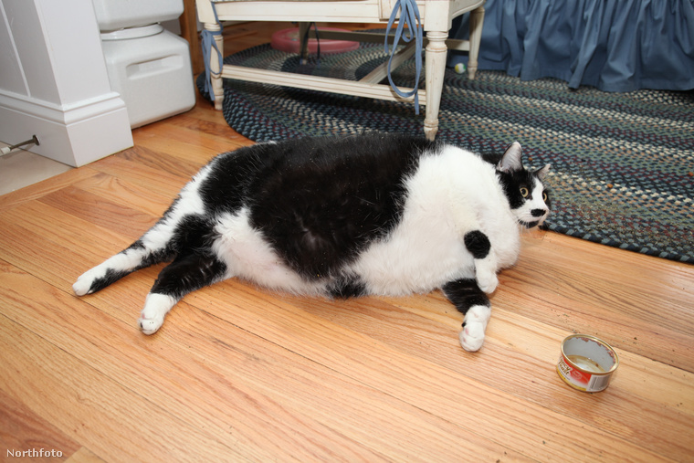 Sprinkles egy New York-i cica, akinek akkora a súlya, mint egy átlagos négyéves gyereknek