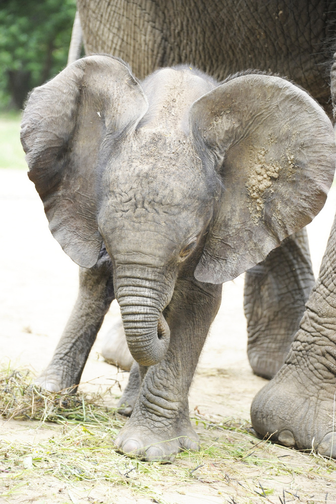 A két hetes kiselefánt nem bírt vigyázni, és máris összesározta a füleit, na de ilyet már! Július 19-én névadó ünnepsége lesz az állatparkban, addigra talán megmosakszik.